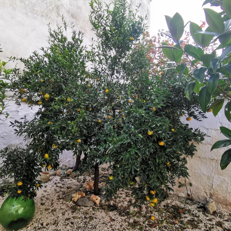 הוילה מונטלבאנו Casa Magnolia מראה חיצוני תמונה